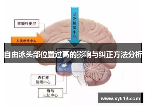 自由泳头部位置过高的影响与纠正方法分析